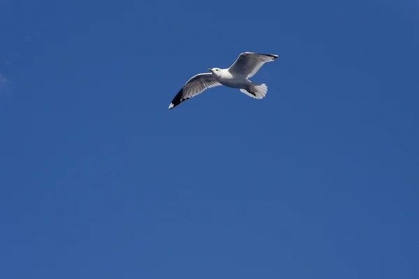 Uma gaivota voando no céu azul — Fotografia de Stock