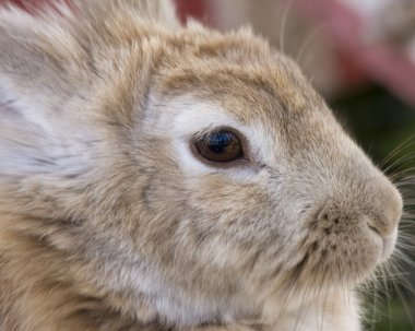 tavşan yakın başkanı