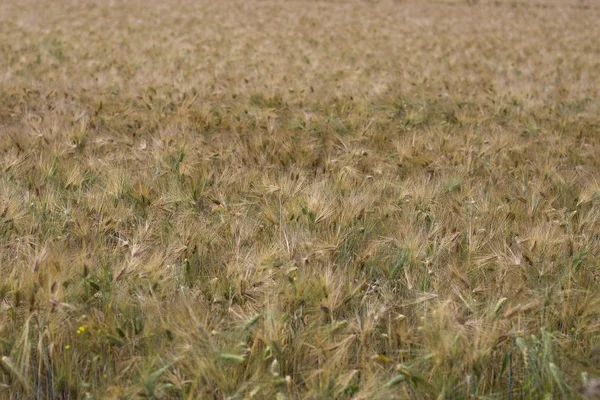 Rye field — Stock Photo, Image