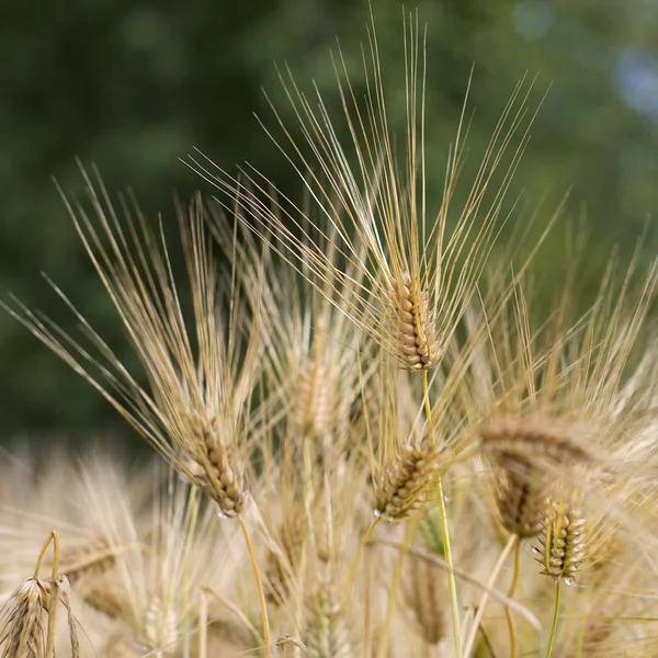 Rye spikelets — Stock Photo, Image