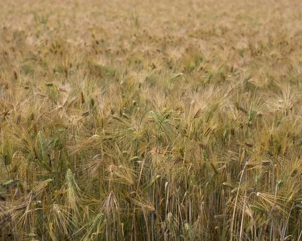 Rye field — Stock Photo, Image