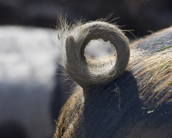 The tail of a boar — Stock Photo, Image