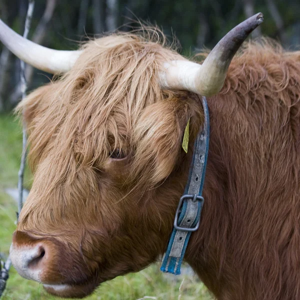 Scottish highland cow — Stock Photo, Image