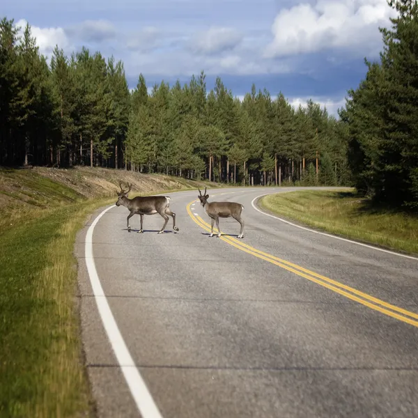 马路上的驯鹿 — 图库照片