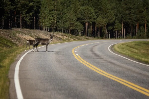 Reindeer on the road — Stock Photo, Image