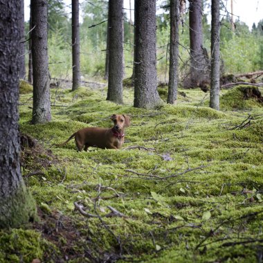 iğne yapraklı orman Dachshund Köpek