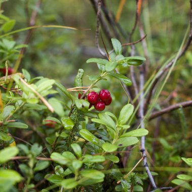 Ormandaki yabani çalı yabanmersini (Vaccinium vitis-idaea)