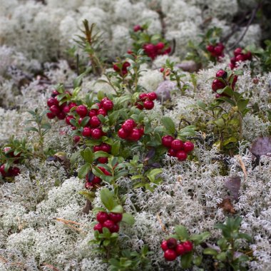 Ormandaki yabani çalı yabanmersini (Vaccinium vitis-idaea)