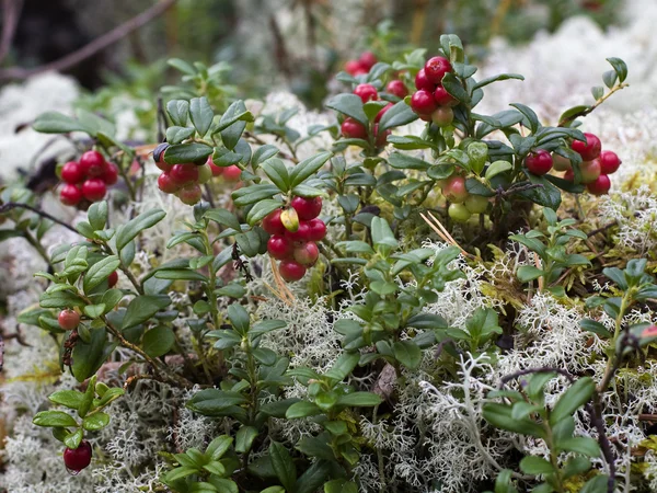 Vilda bush lingon (Vaccinium vitis-idaea) i skogen — Stockfoto