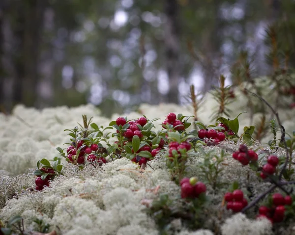 Cowberry de brousse (Vaccinium vitis-idaea) dans la forêt — Photo