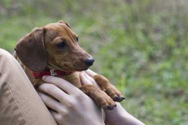 Dachshund Köpek insan elinde