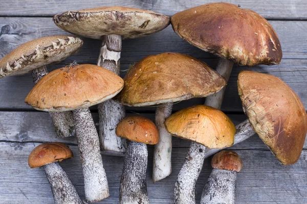 Leccinum mushrooms (aspen mushrooms) — Stock Photo, Image