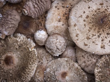 Şemsiye mantar (macrolepiota procera)