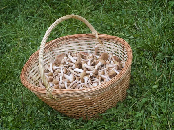 Mushrooms honey agarics (Armillariella mellea) in basket — Stock Photo, Image