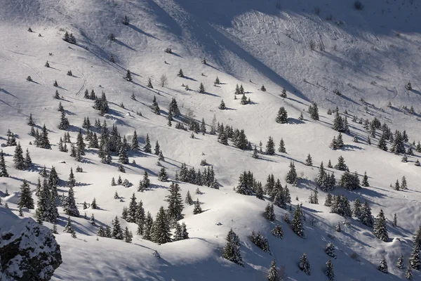 Choinka na stoku narciarskim — Zdjęcie stockowe