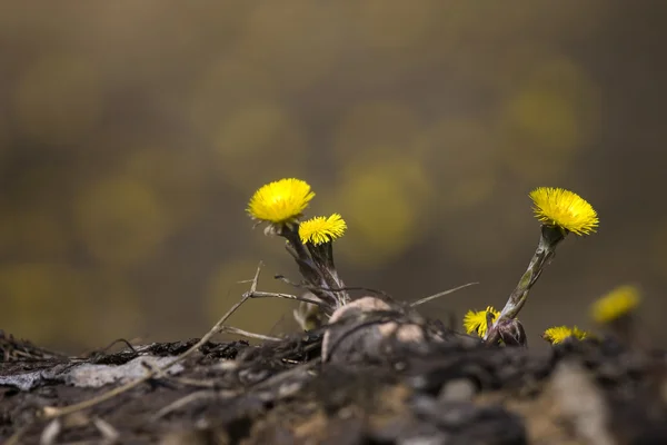 ทัสซิลลาโกะฟาร์กาวะ ดอกไม้แรกของฤดูใบไม้ผลิต้น — ภาพถ่ายสต็อก