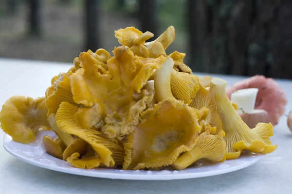 Fresh chanterelle mushrooms — Stock Photo, Image