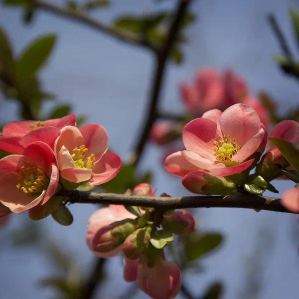 Chaenomeles Japanese blossoms — Stock Photo, Image