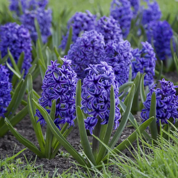 Les jacinthes bleues fleurissent — Photo
