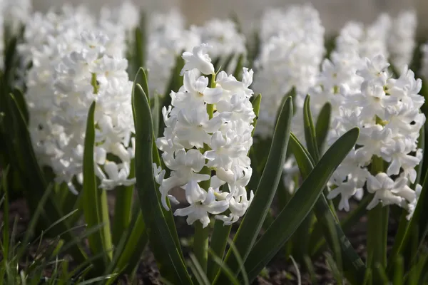 Bílý hyacinty kvetou — Stock fotografie