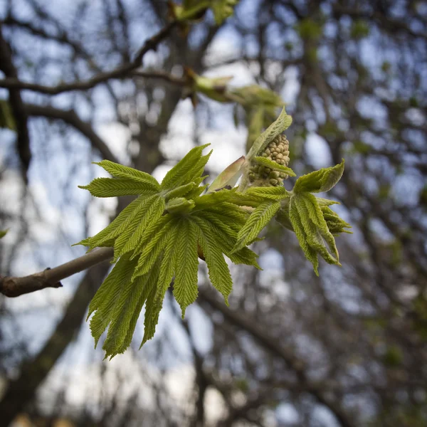 Young chestnut leaves — Stock Photo, Image
