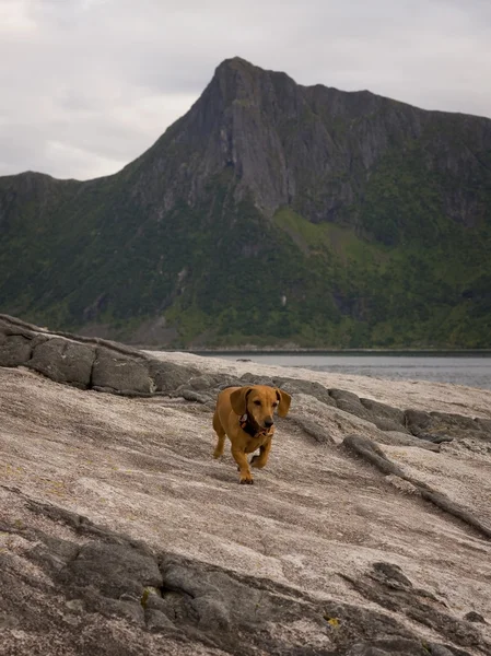 Dachshund dog runs on a stone — Stock Photo, Image