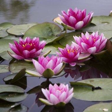 Gölette güzel pembe bir su zambağı