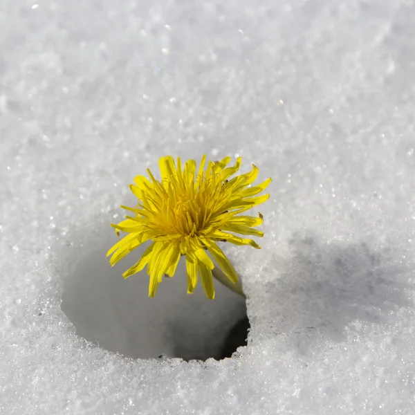 Dandelion flower in the snow — Stock Photo, Image