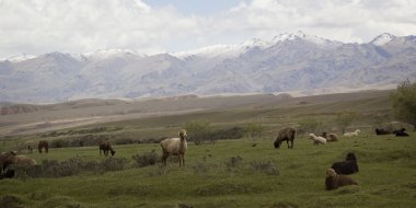 Hillside, Kırgızistan otlatma koyun sürüsü