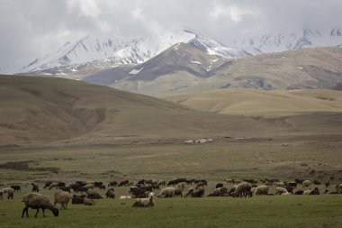 Hillside, Kırgızistan otlatma koyun sürüsü