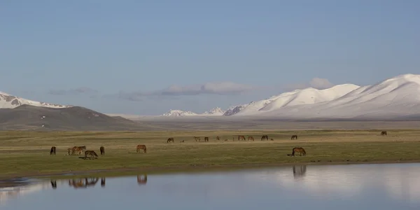 湖的儿子-库尔吉尔吉斯斯坦。马在吃草. — 图库照片