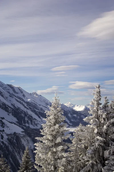 Invierno en las montañas, abeto cubierto de nieve —  Fotos de Stock