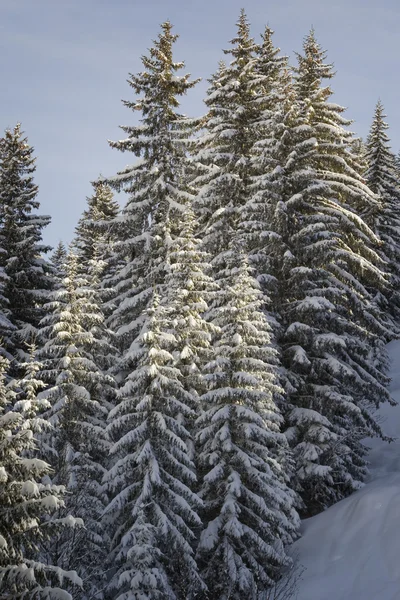 Grupo de árvores na neve — Fotografia de Stock