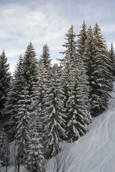 Grupo de árboles en la nieve —  Fotos de Stock