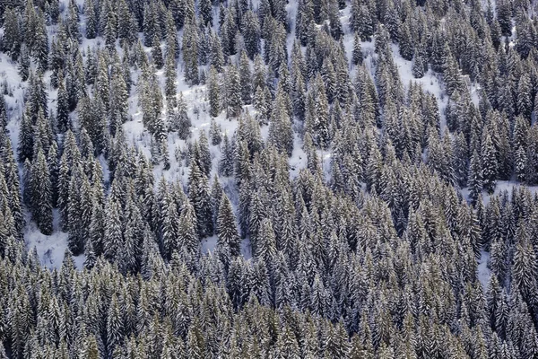 Montanha no inverno. Abeto coberto de neve — Fotografia de Stock