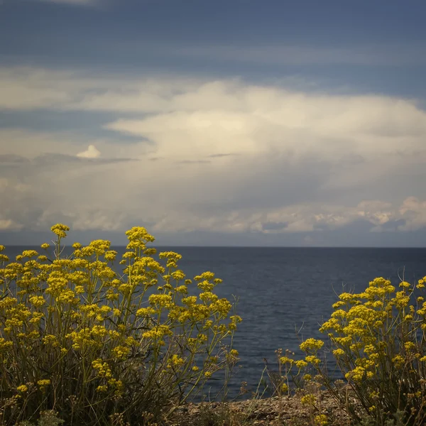 Sárga virágok. kék tengerre, a háttérben — Stock Fotó