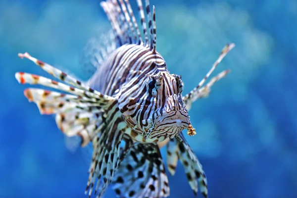 Pesce leone — Foto Stock