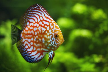 Kırmızı discus