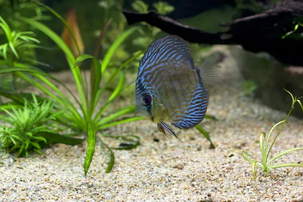 Blauwe aquariumvissen — Stockfoto