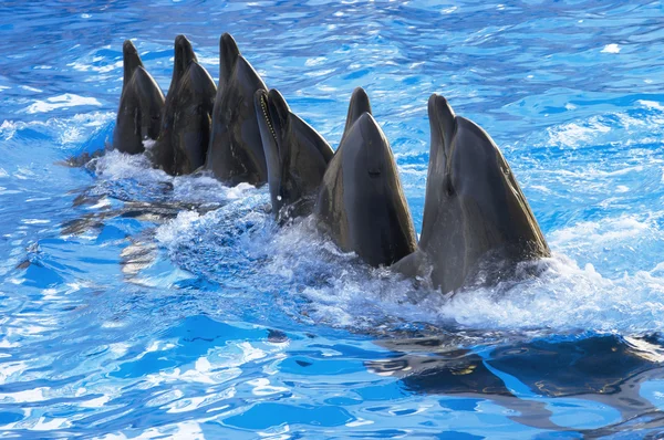 Dolphins dance in the pool — Stock Photo, Image