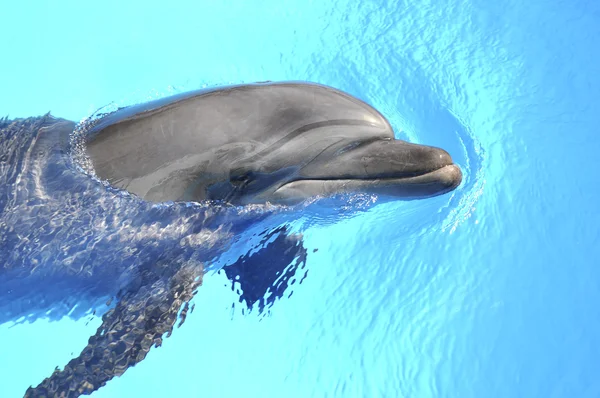 Dolphin — Stock Photo, Image