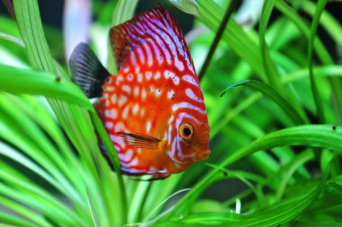 Discus