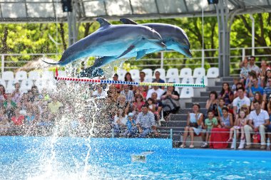 Seaworld'de iki atlayan yunus