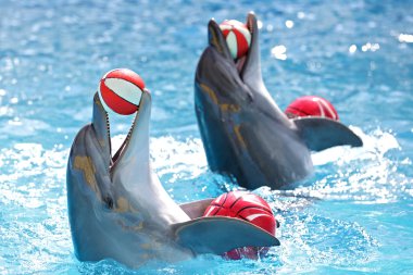 Dolphins with a ball clipart