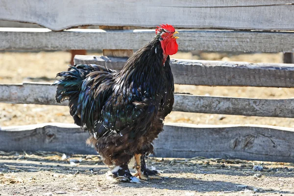 Black cock — Stock Photo, Image