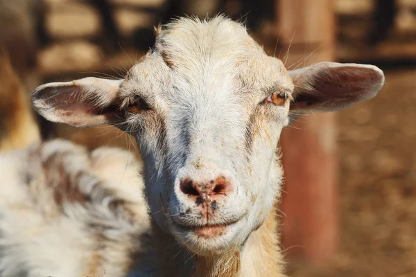 Goat — Stock Photo, Image