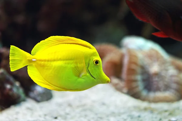 Yellow zebrasoma — Stock Photo, Image