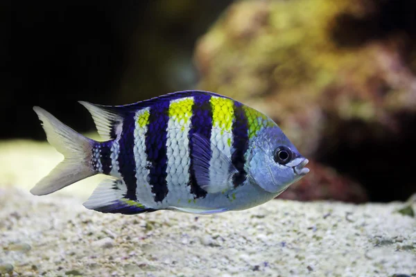 Feldwebel-Großfisch — Stockfoto