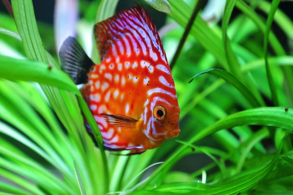 Discus — Stockfoto