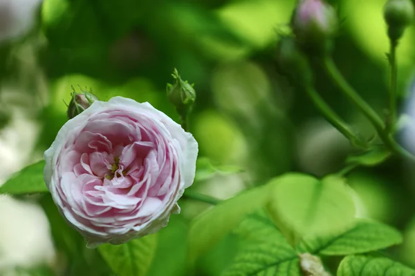 Rosa Ros — Stockfoto